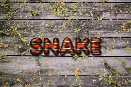 Snake  Text Effect