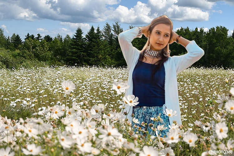 Create a field photo collage of white daisies online